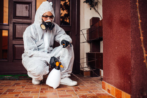Attic and Crawl Space Rodent Treatment in Kahaluu-Keauhou
