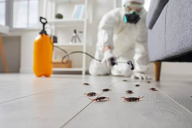 Commercial Rodent Management in Kahaluu-Keauhou